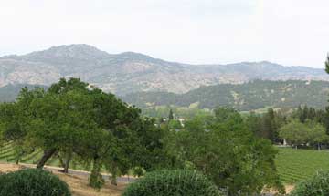 view from domaine chandon