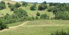 hess vineyard