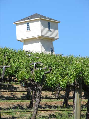 silver oak